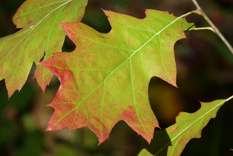 leaf, red oak, american
